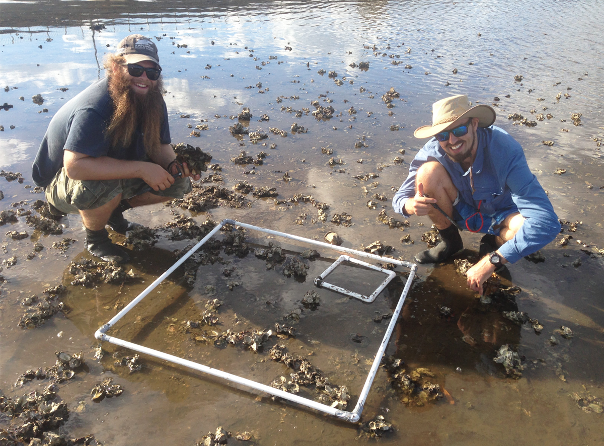 Hitching a ride on Hercules how oyster reefs form on mud banks in the
